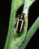 Image of Elongate Flea Beetle