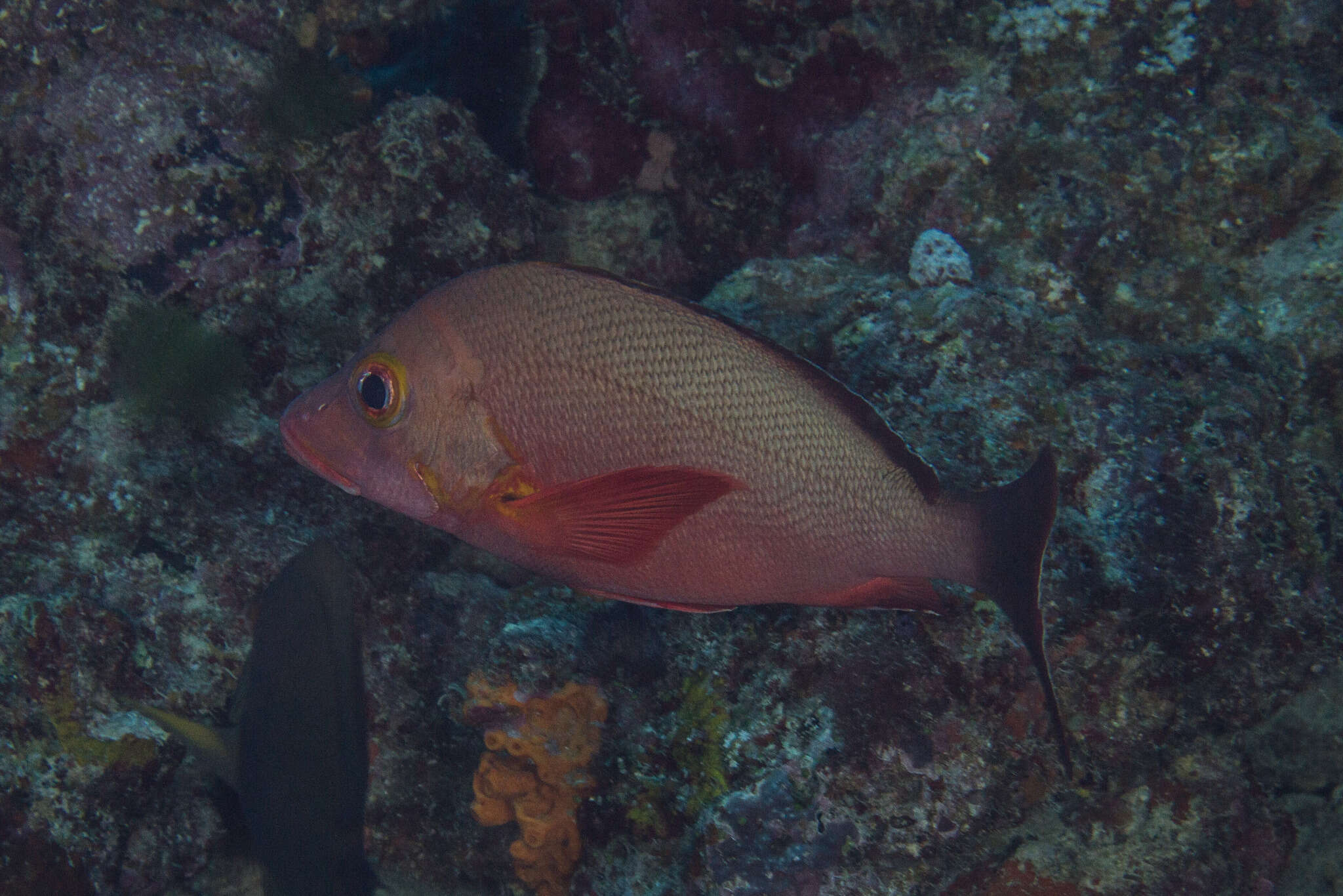 Image of Humpback red snapper