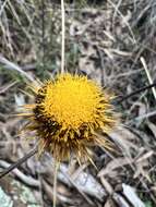 Image of Coronidium oxylepis (F. Müll.) Paul G. Wilson