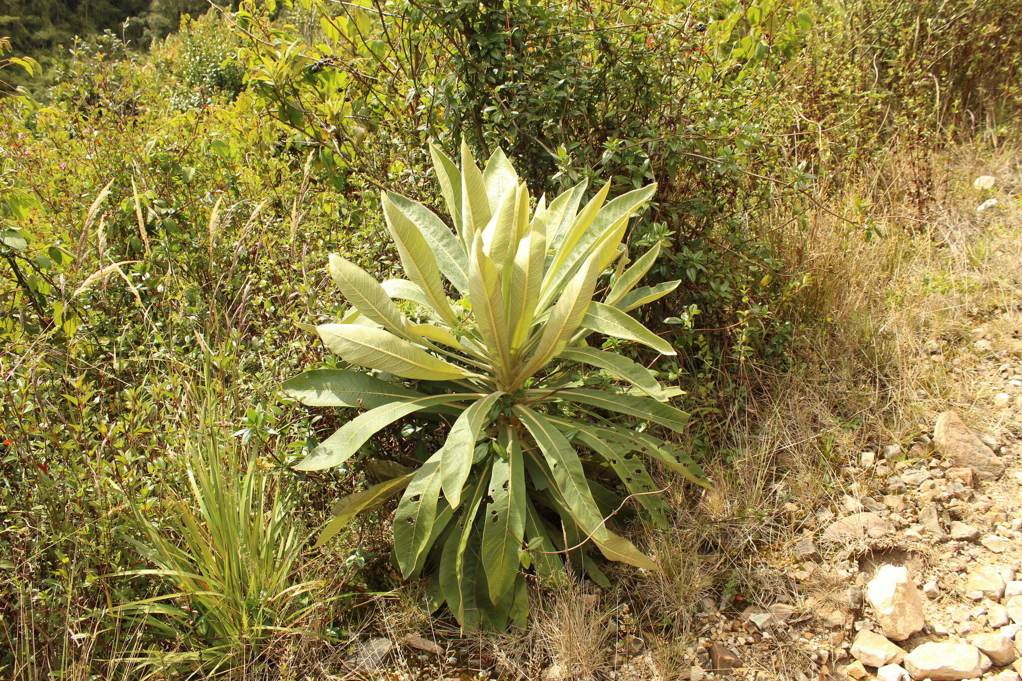 Image of Espeletiopsis pleiochasia (Cuatrec.) J. Cuatrec.