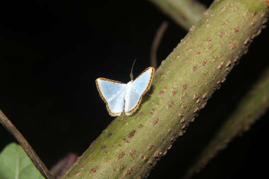 Image of Leuciris fimbriaria Stoll 1781