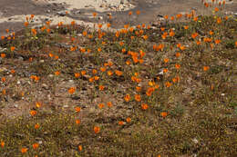 Image de Ornithogalum maculatum Jacq.