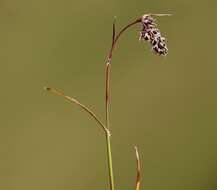 Image of Spiked Wood-Rush