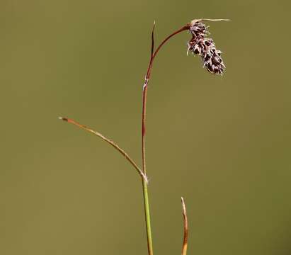 Image of Spiked Wood-Rush