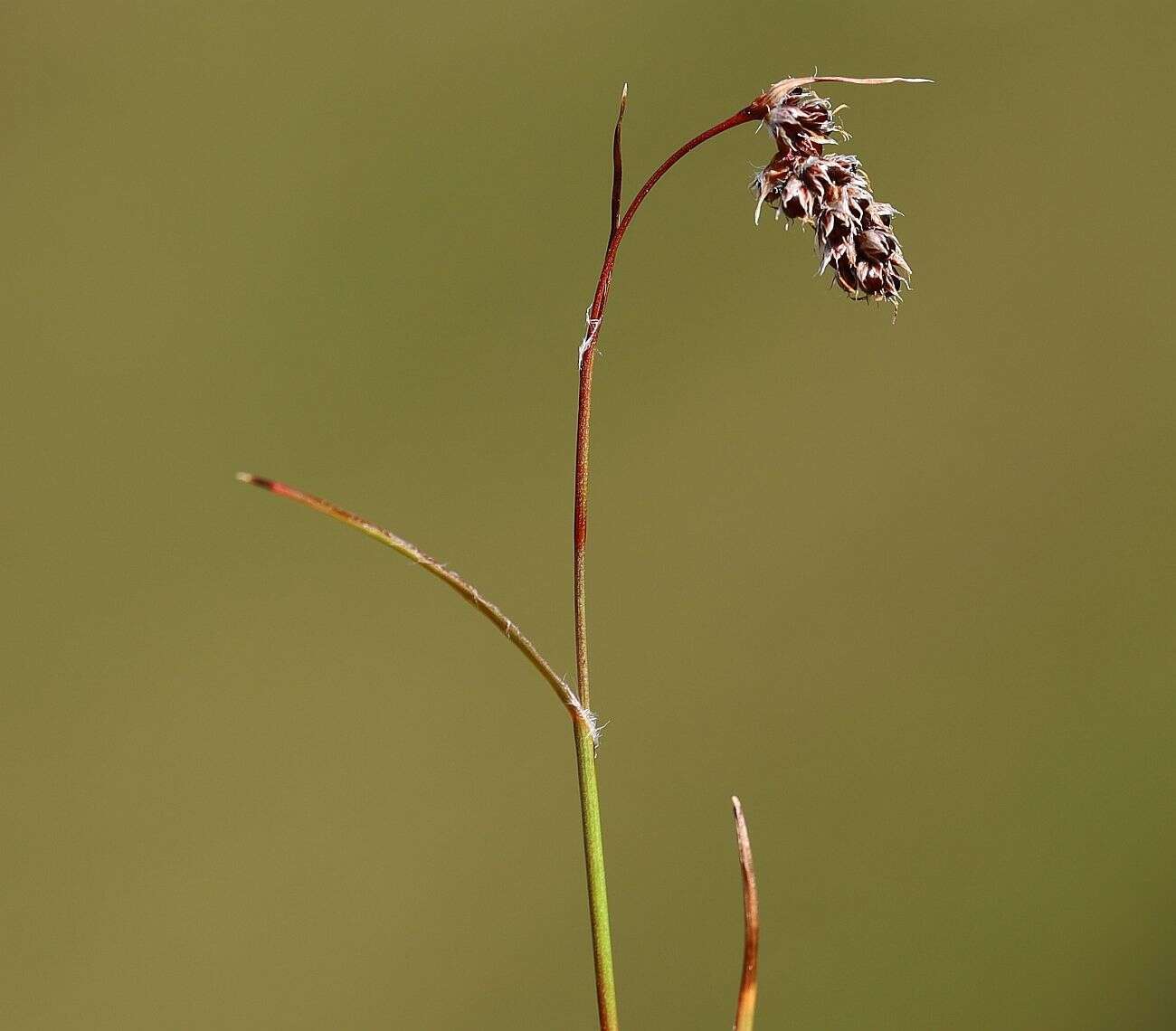 Image of Spiked Wood-Rush