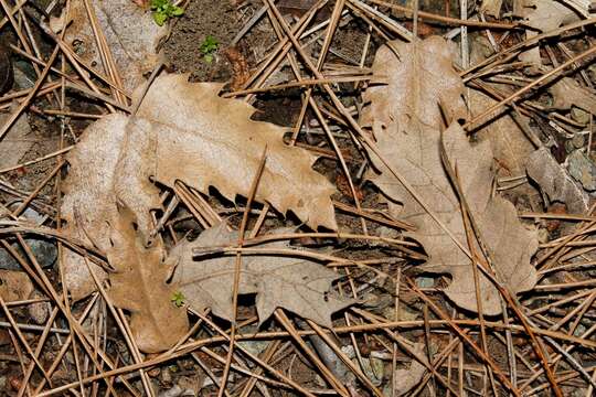 Image of Vallonea oak