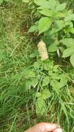 Image of Phleum alpinum subsp. rhaeticum Humphries