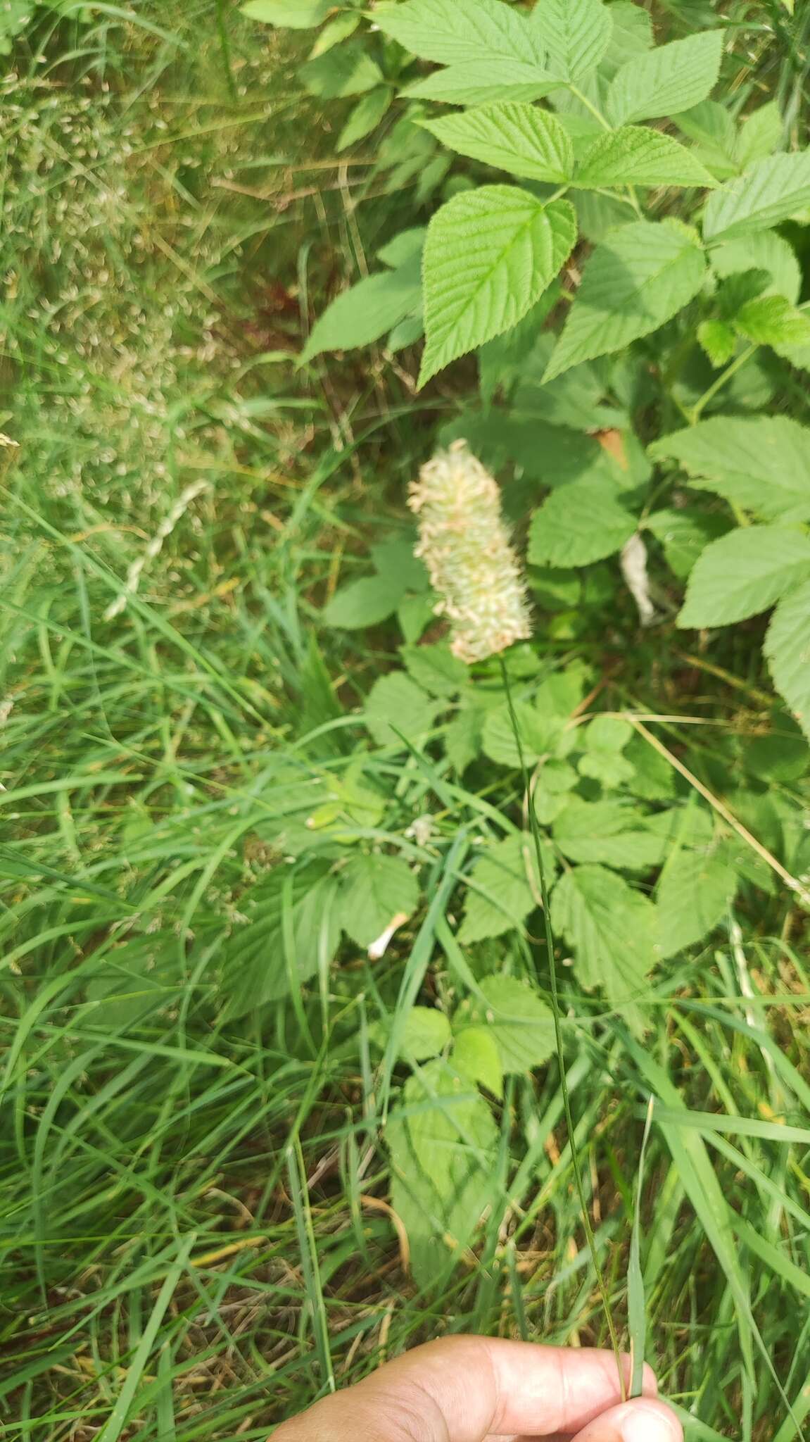 Phleum alpinum subsp. rhaeticum Humphries的圖片