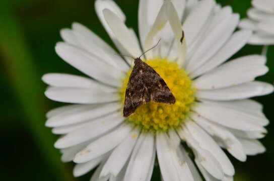 Image of Asterivora colpota Meyrick 1911