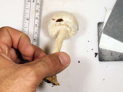 Image of Agaricus diospyros B. Ortiz, Kerrigan & Skulan 2016