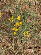 Image of Solanum chilense (Dun.) Reiche