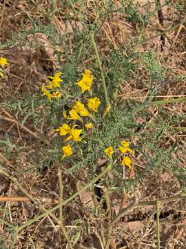 Image of Solanum chilense (Dun.) Reiche