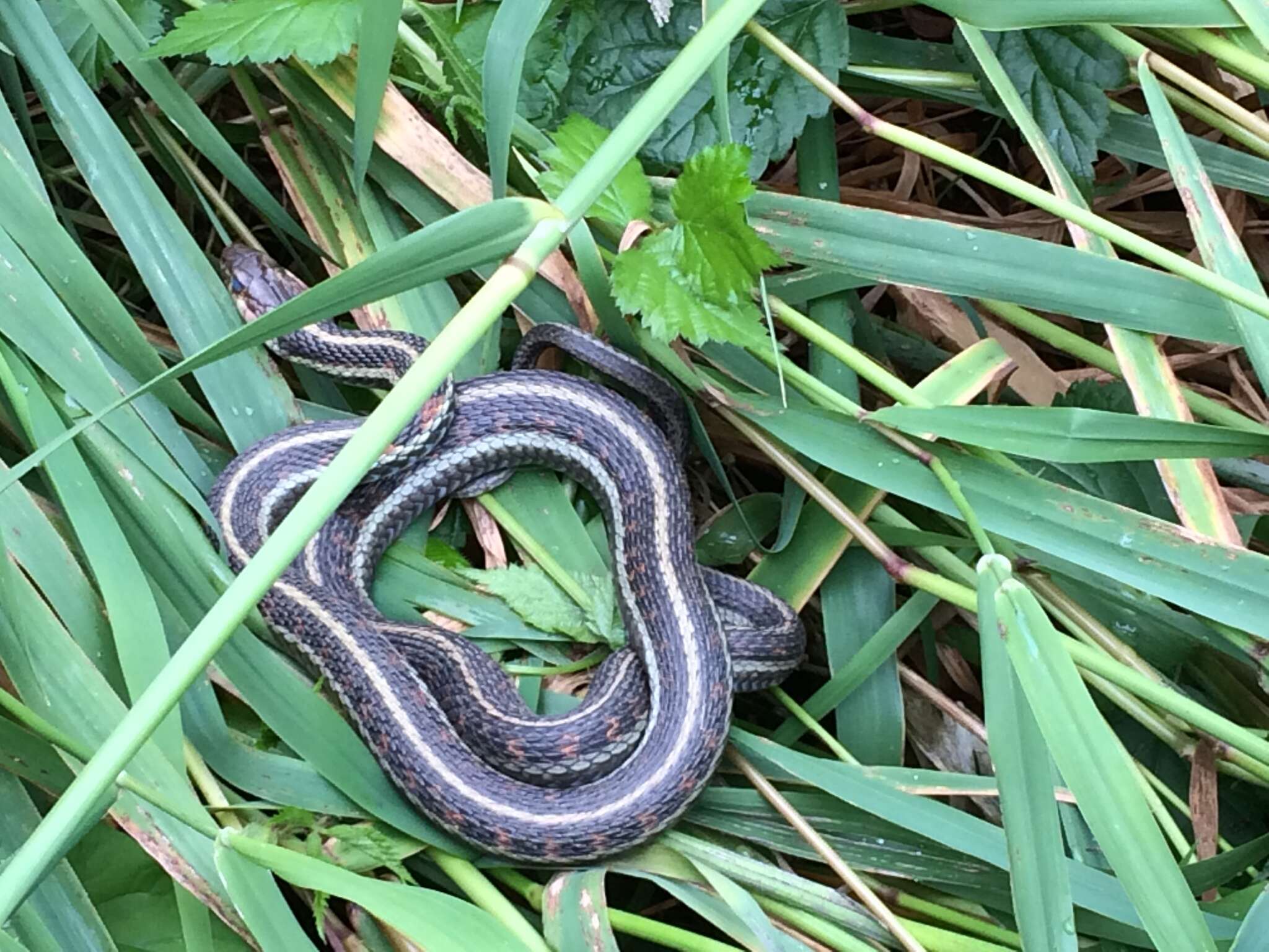 Plancia ëd Thamnophis sirtalis concinnus (Hallowell 1852)