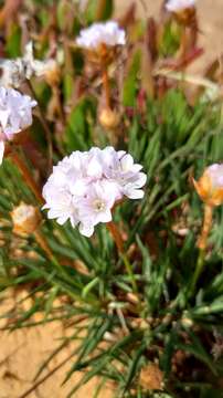 Image of Armeria welwitschii Boiss.