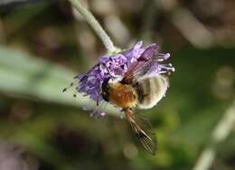 Sericomyia superbiens (Muller 1776) resmi