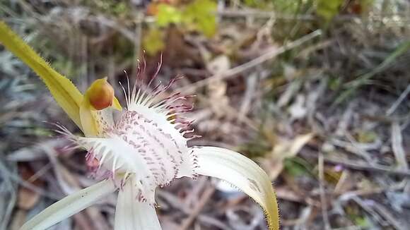 Image of Coastal white spider orchid