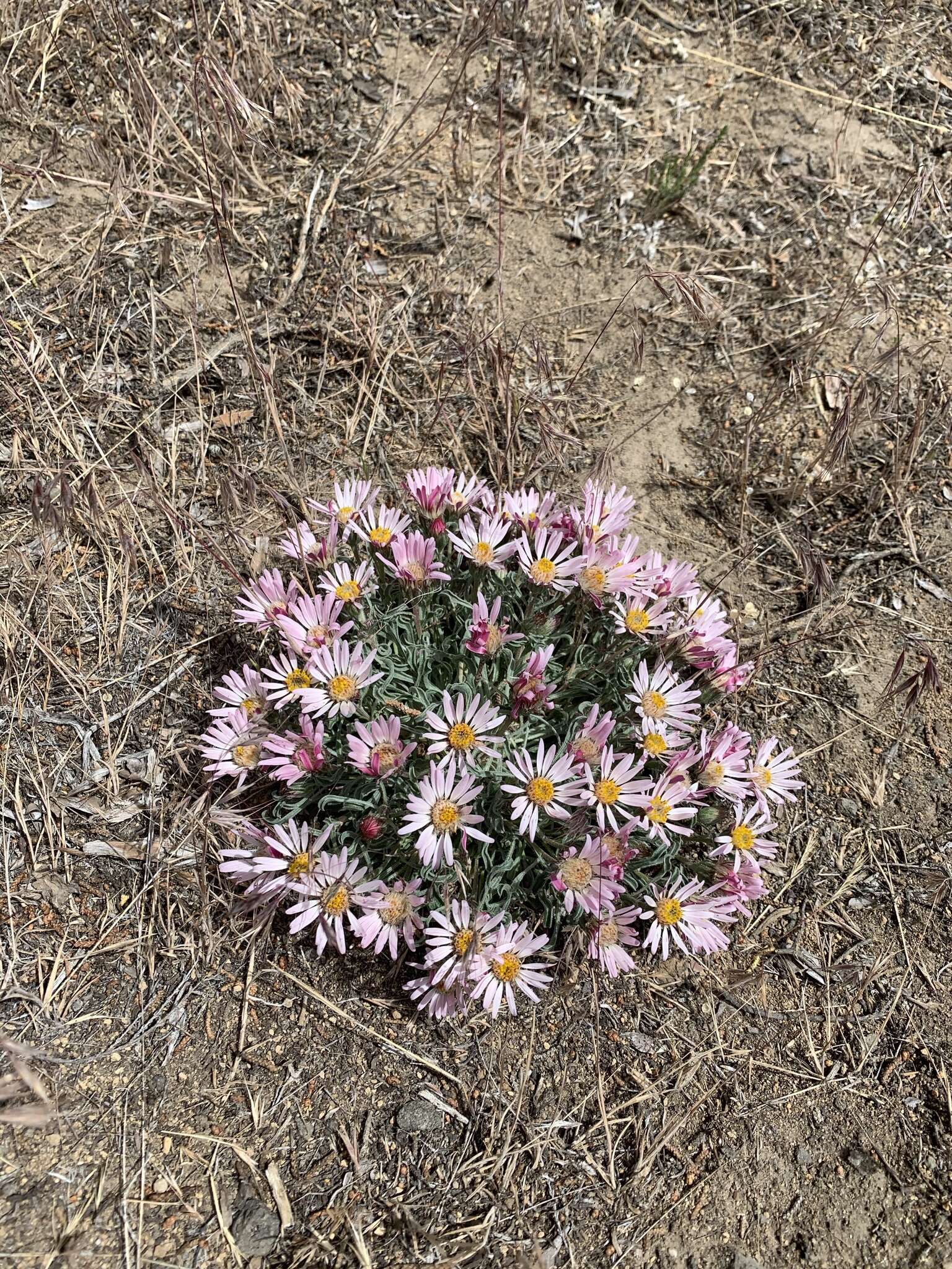 Image of Townsendia florifera (Hook.) A. Gray