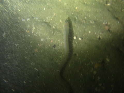 Image of Little conger eel