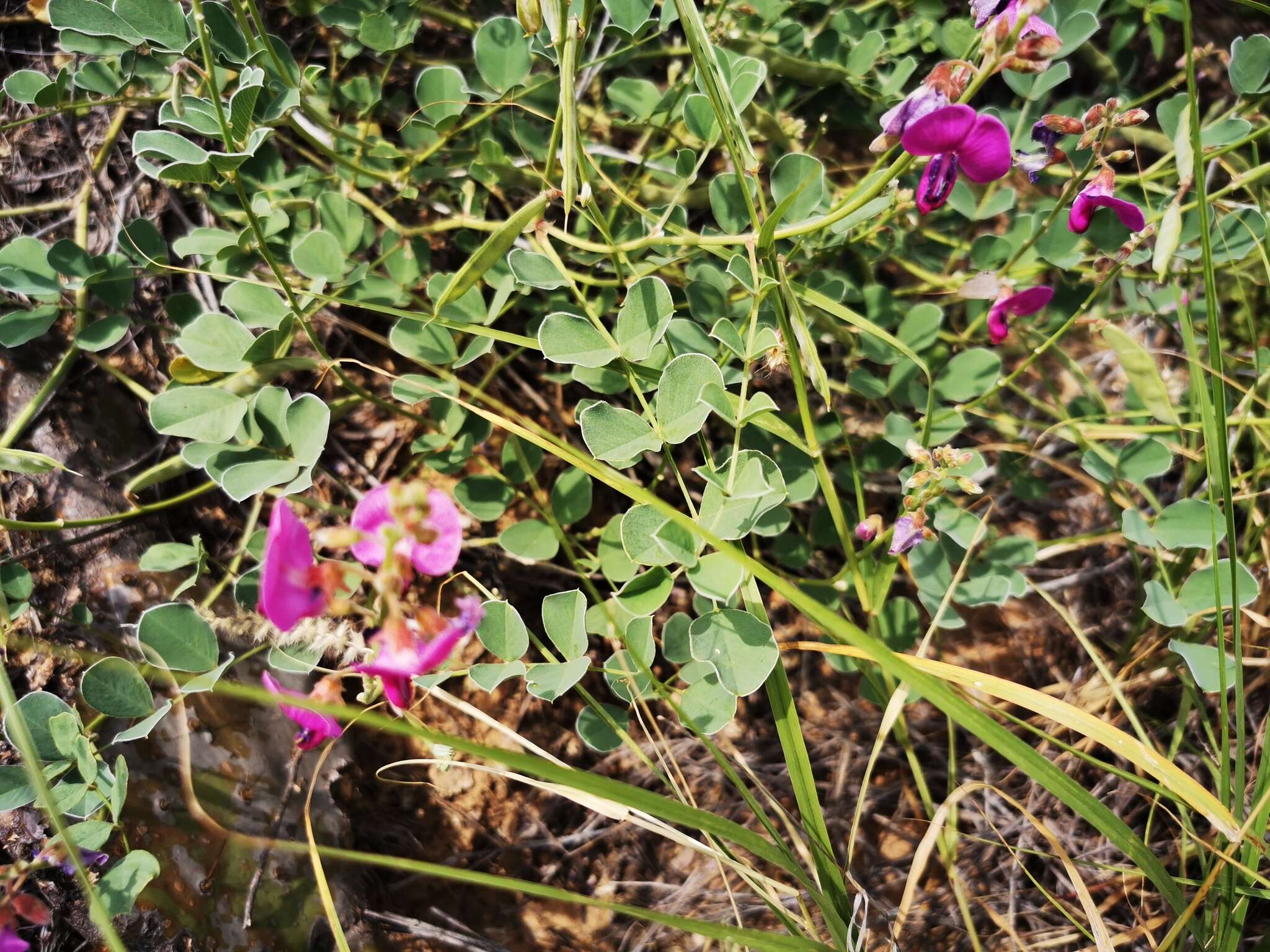 Image of Lindheimer's hoarypea