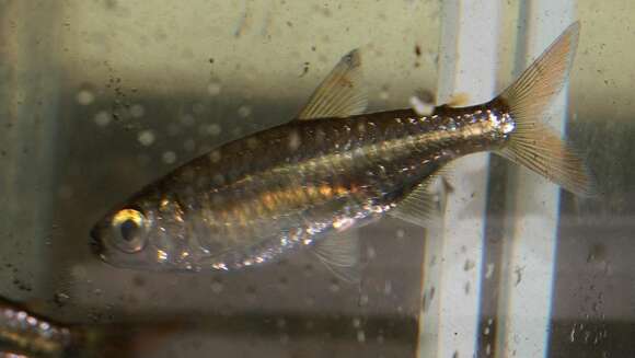 Image of Sharptooth tetra