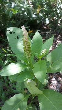 Image of Phytolacca thyrsiflora Fenzl ex J. A. Schmidt