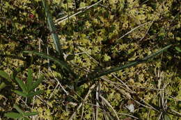 Image of Dactylorhiza traunsteineri subsp. curvifolia (F. Nyl.) Soó