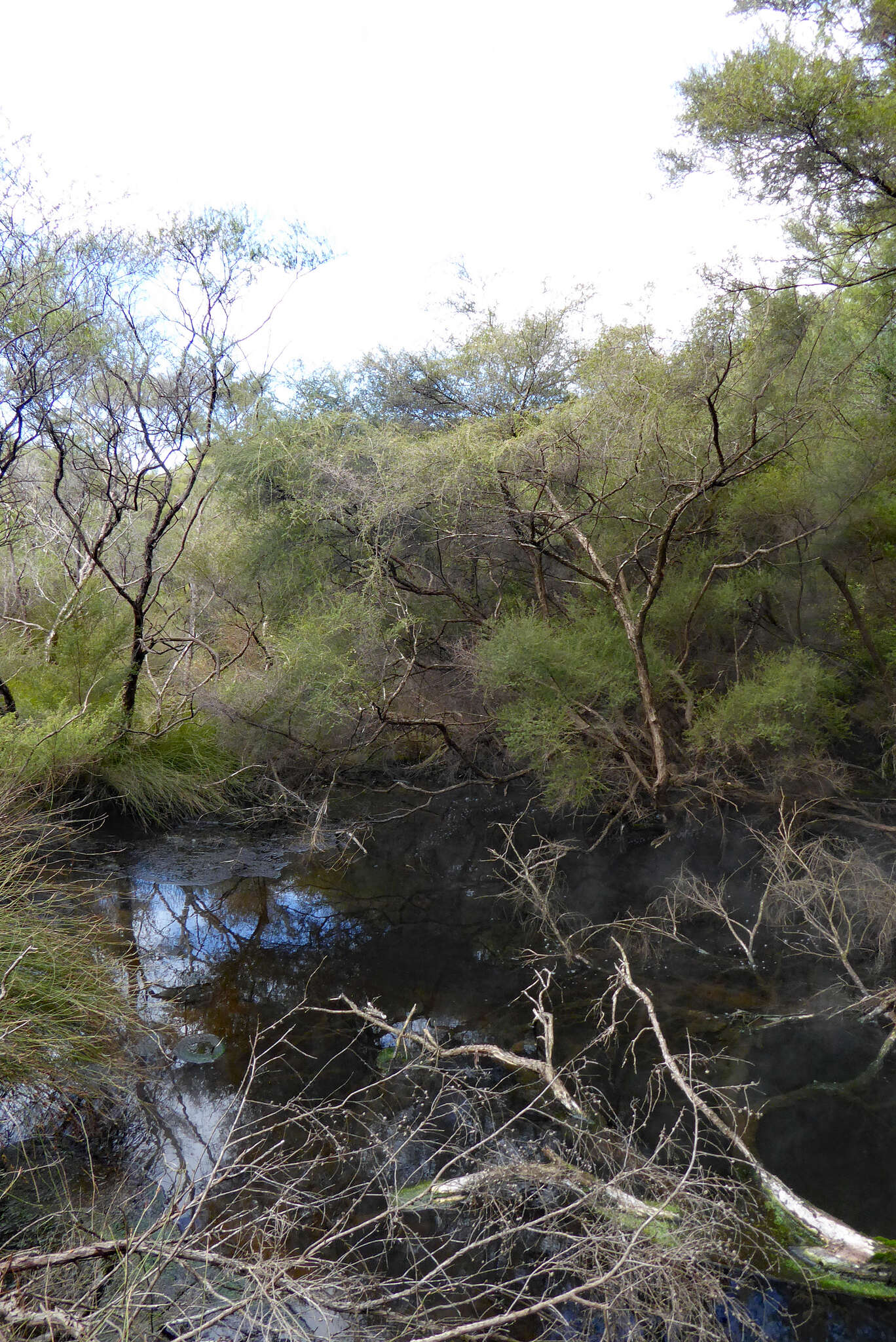 صورة Kunzea tenuicaulis de Lange