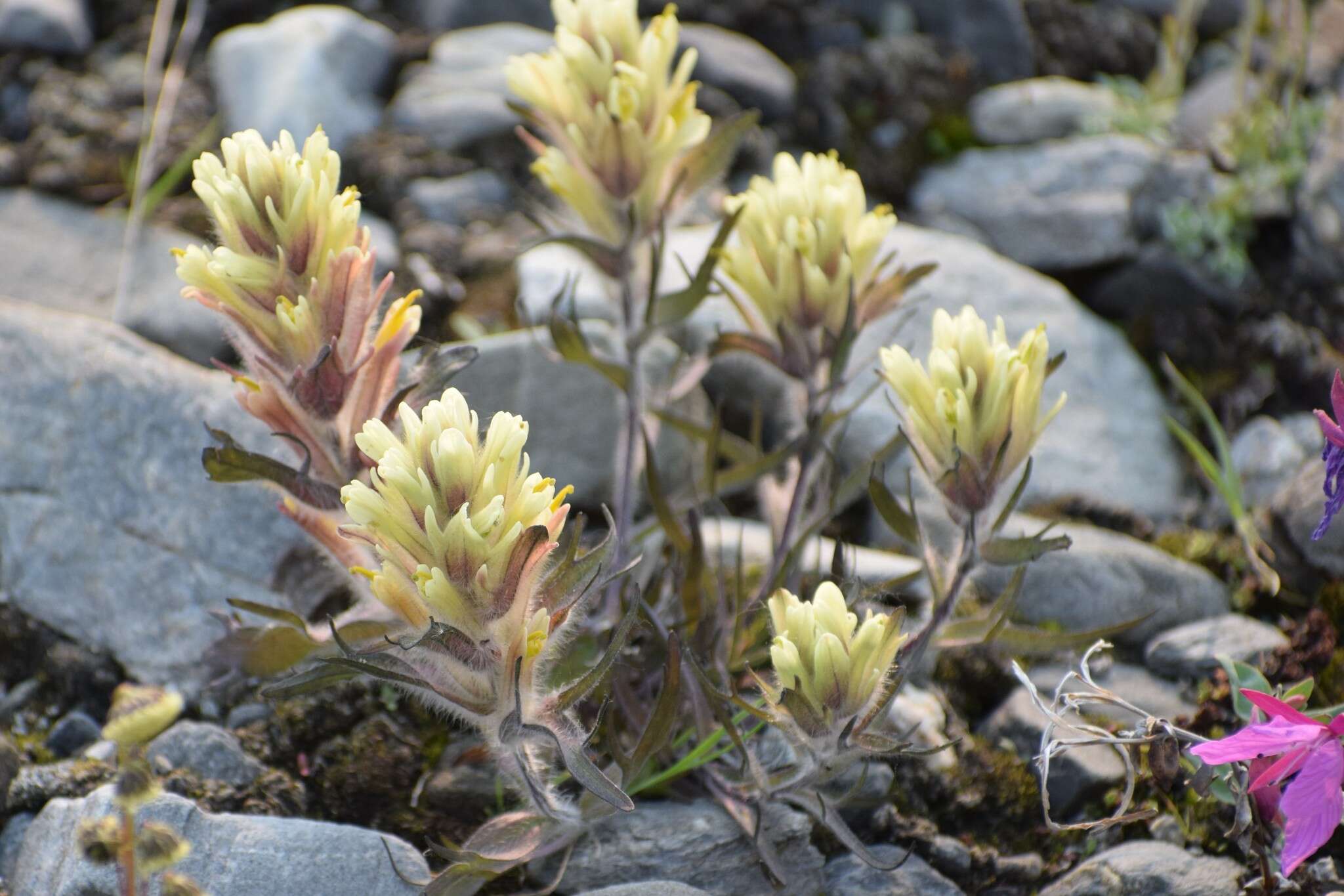 Image of northern Indian paintbrush