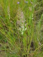 Image of Gumgrass