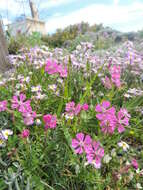 Image of Silene colorata Poir.