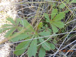 Image of Potentilla humifusa Willd.