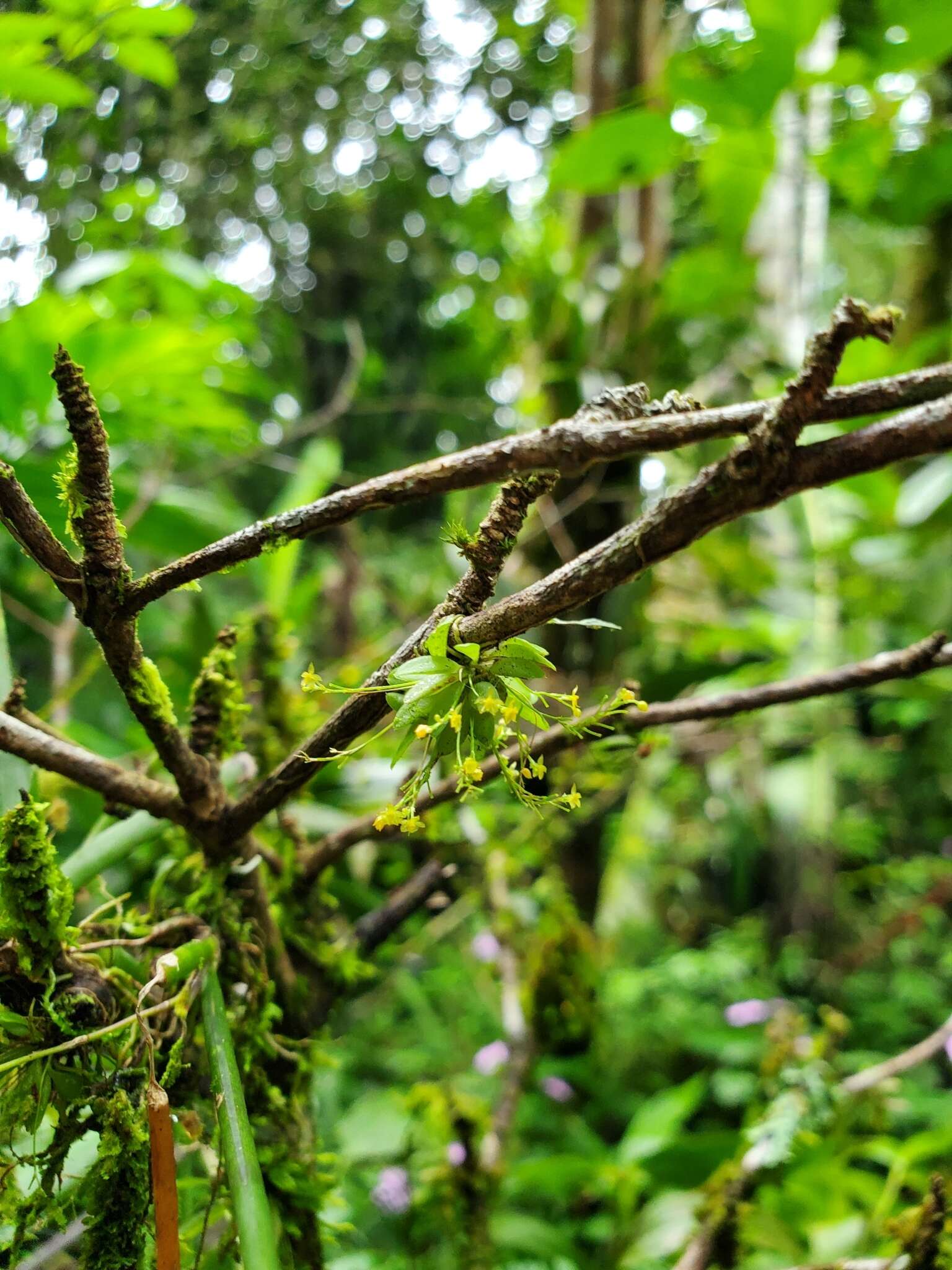 Image de Platystele pedicellaris (Schltr.) Garay