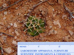 Image of Scheer's beehive cactus