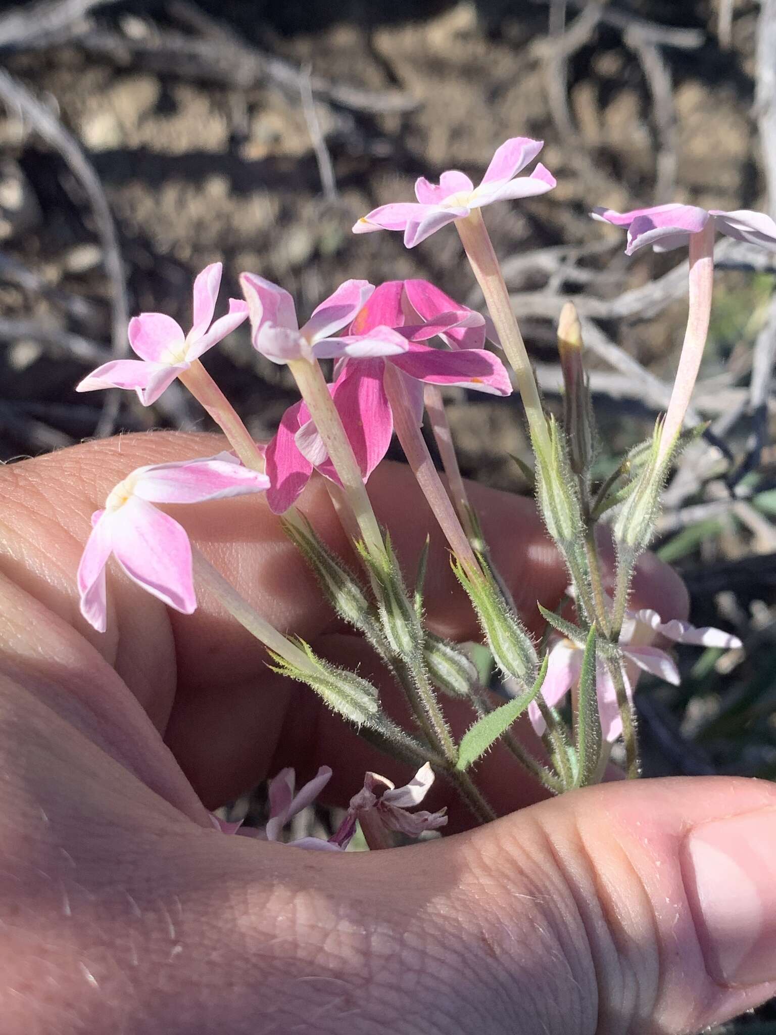 Image of cold-desert phlox