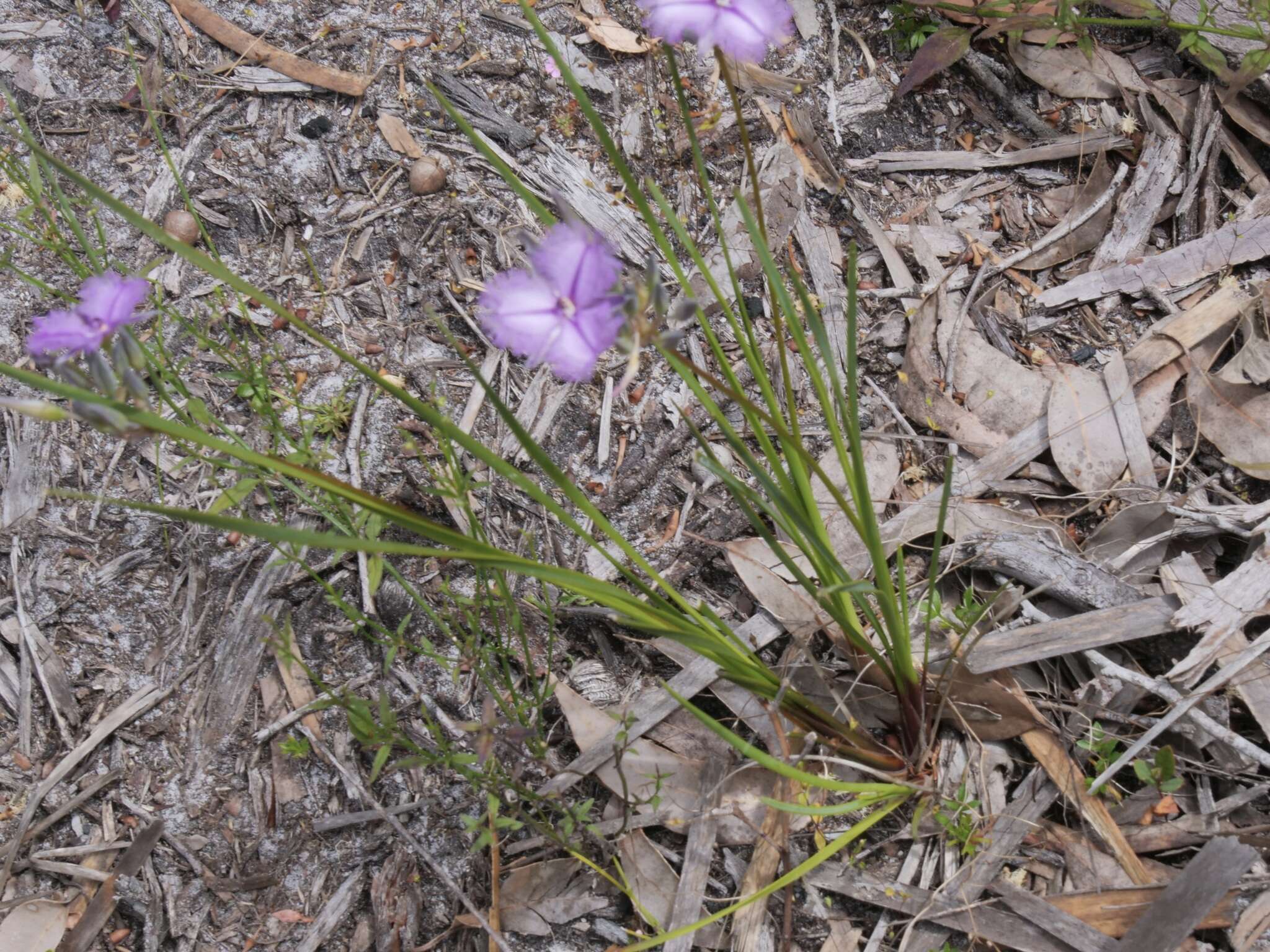 Слика од Thysanotus multiflorus R. Br.