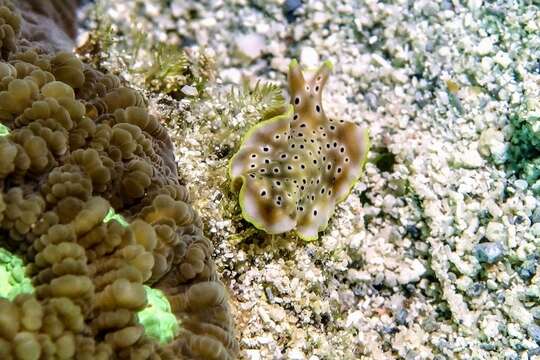 Image of Pseudoceros nigropunctatus Dixit, Raghunathan & Chandra 2017