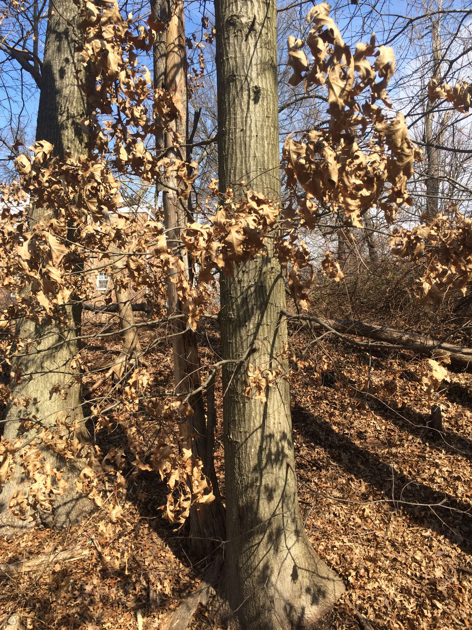 Image of Pin Oak