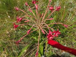 Слика од Brunsvigia undulata F. M. Leight.