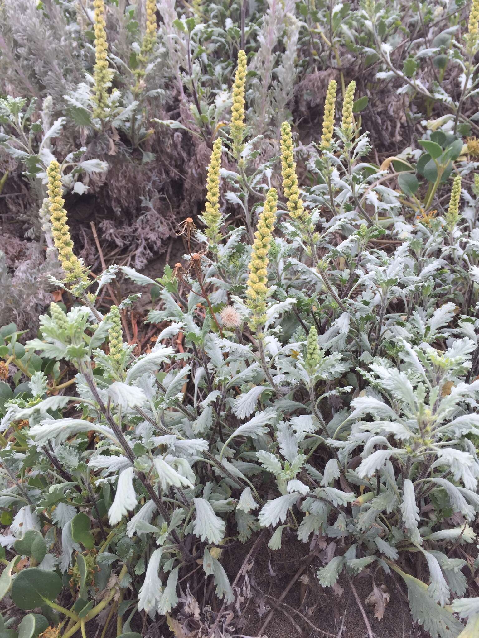 Image of beach wormwood