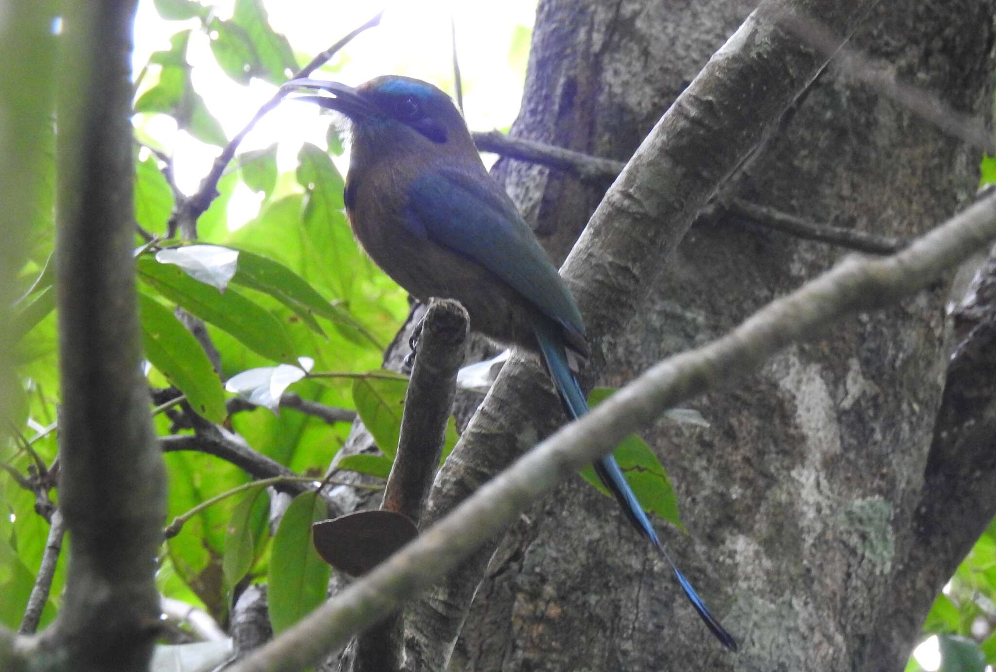 Image of Keel-billed Motmot