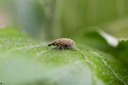 Image of Weevil