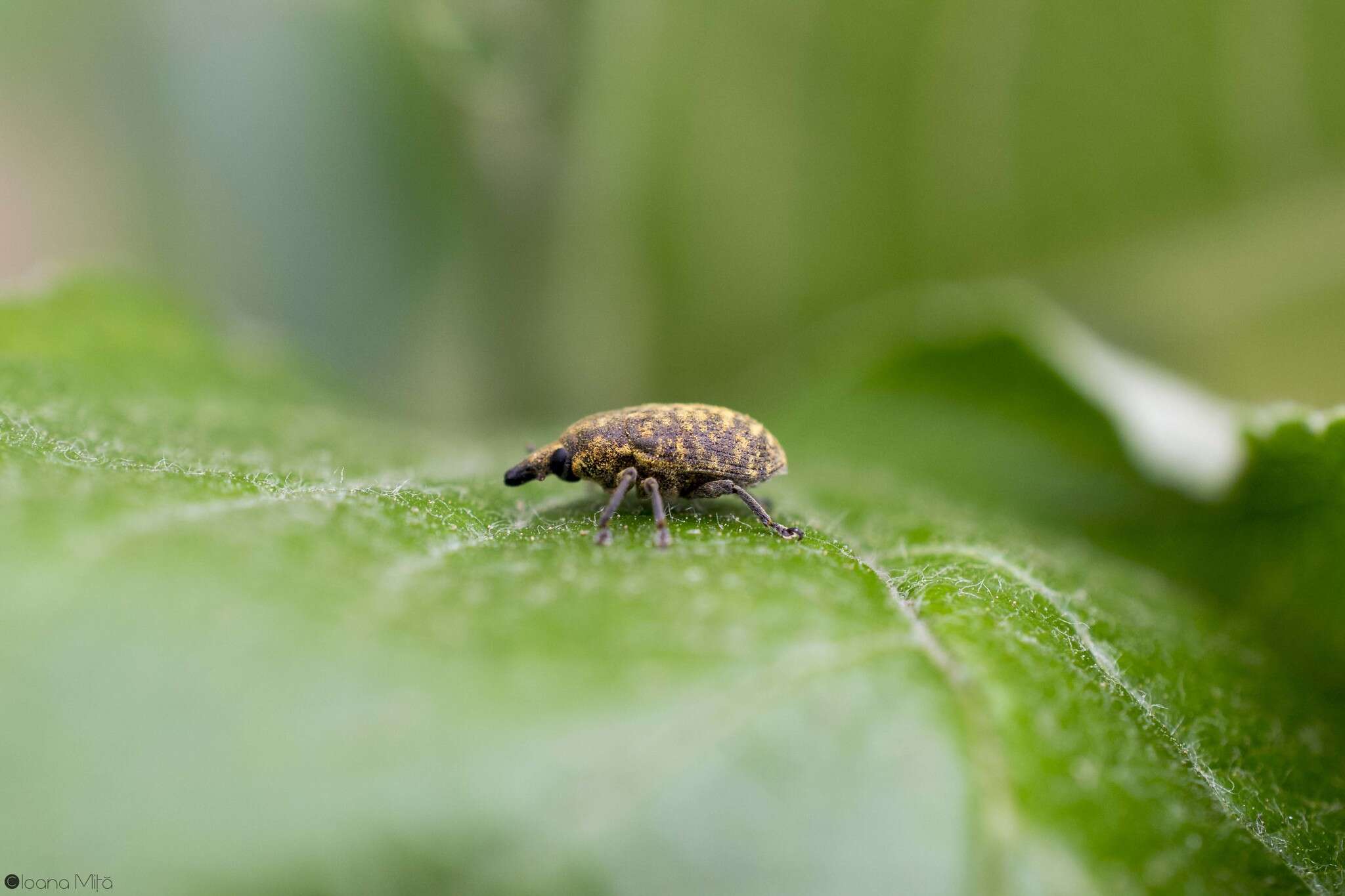 Image of Weevil