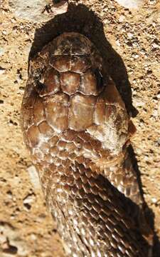 Image of Cape cobra