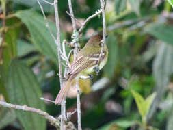 Plancia ëd Leptopogon superciliaris Tschudi 1844