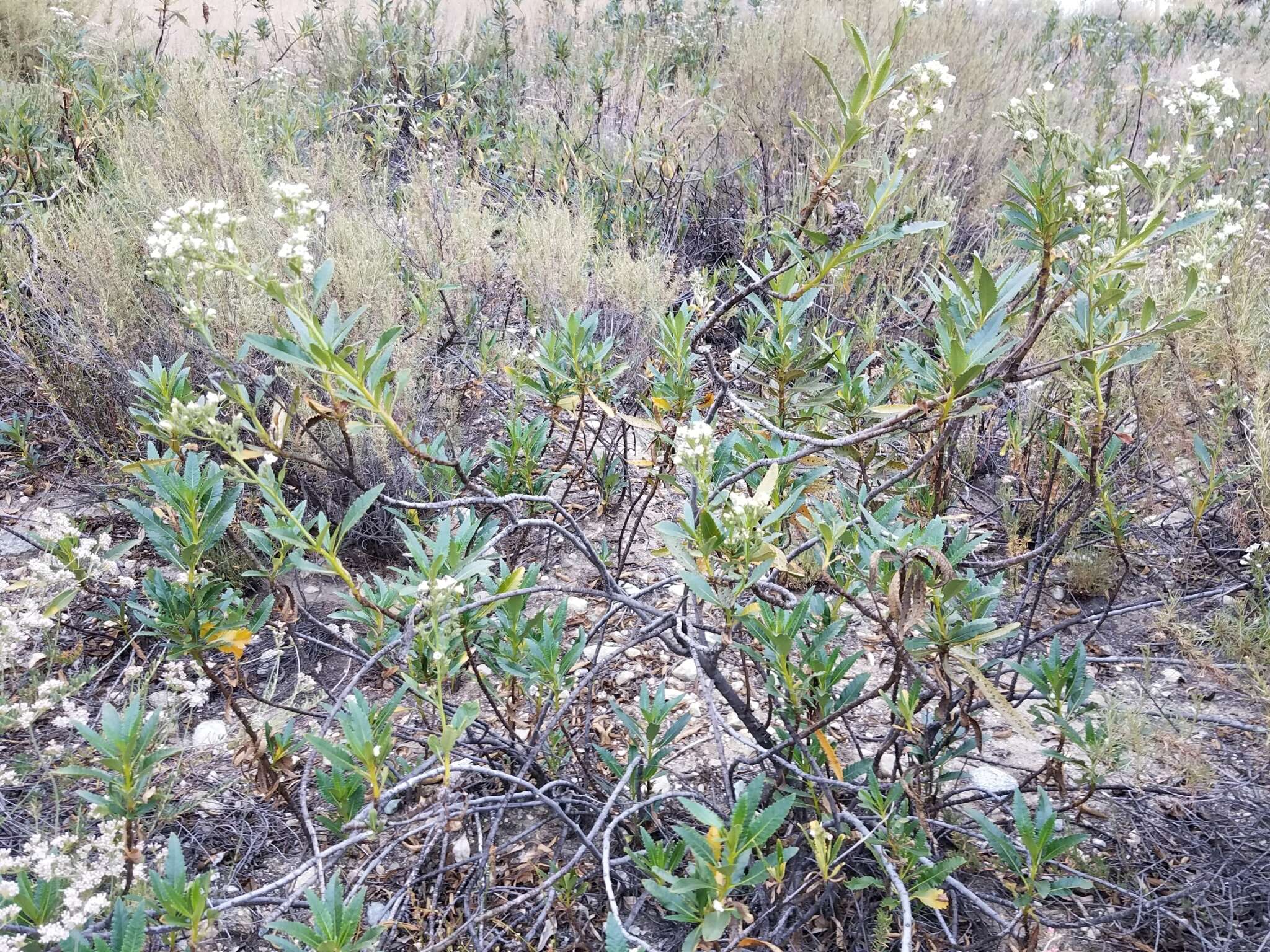 Image of hairy yerba santa