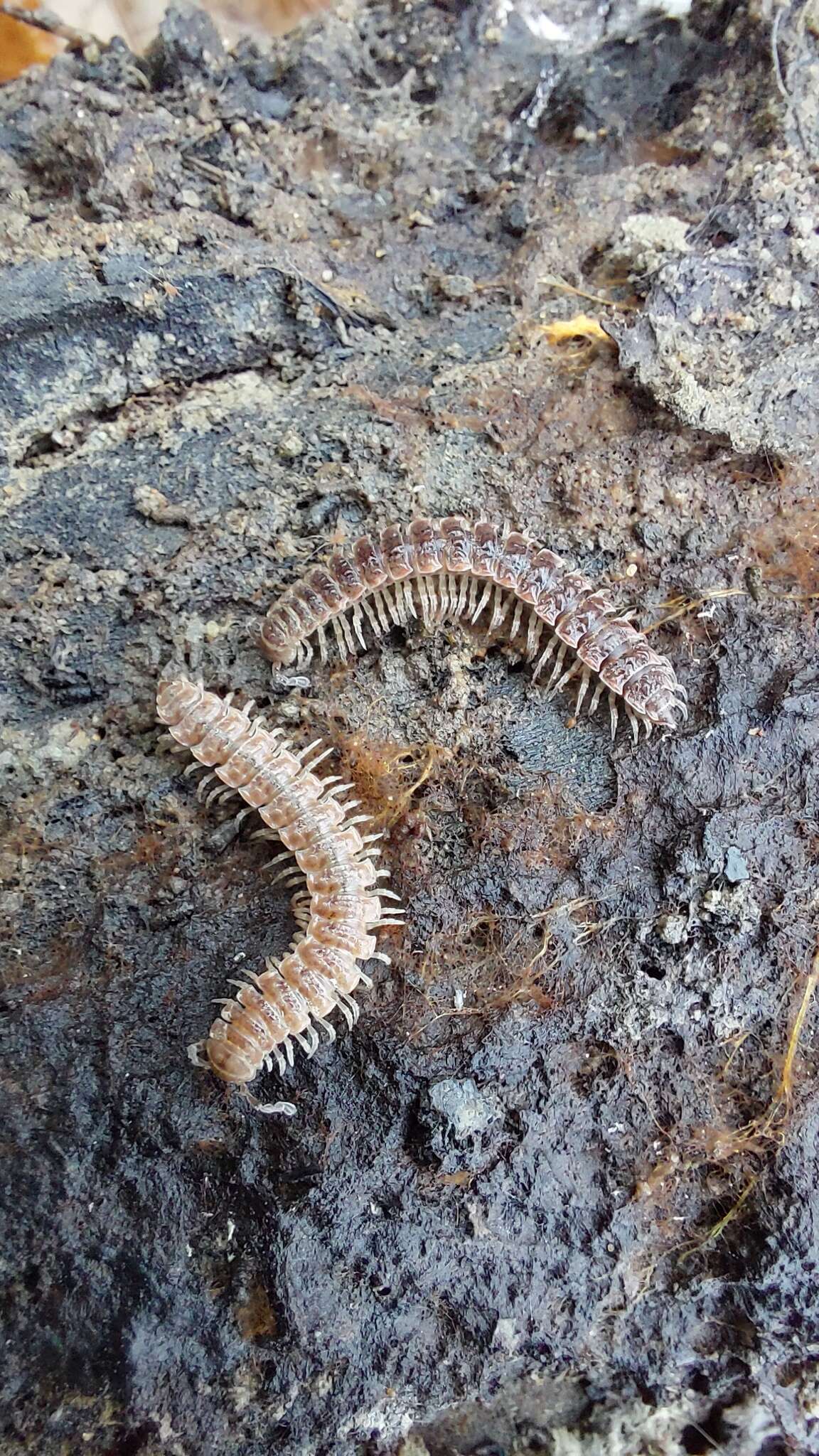 Image of Pseudopolydesmus pinetorum (Bollman 1888)