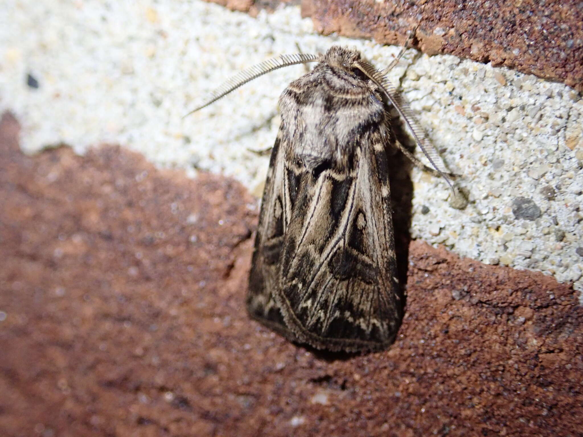 صورة Agrotis gladiaria Morris 1874