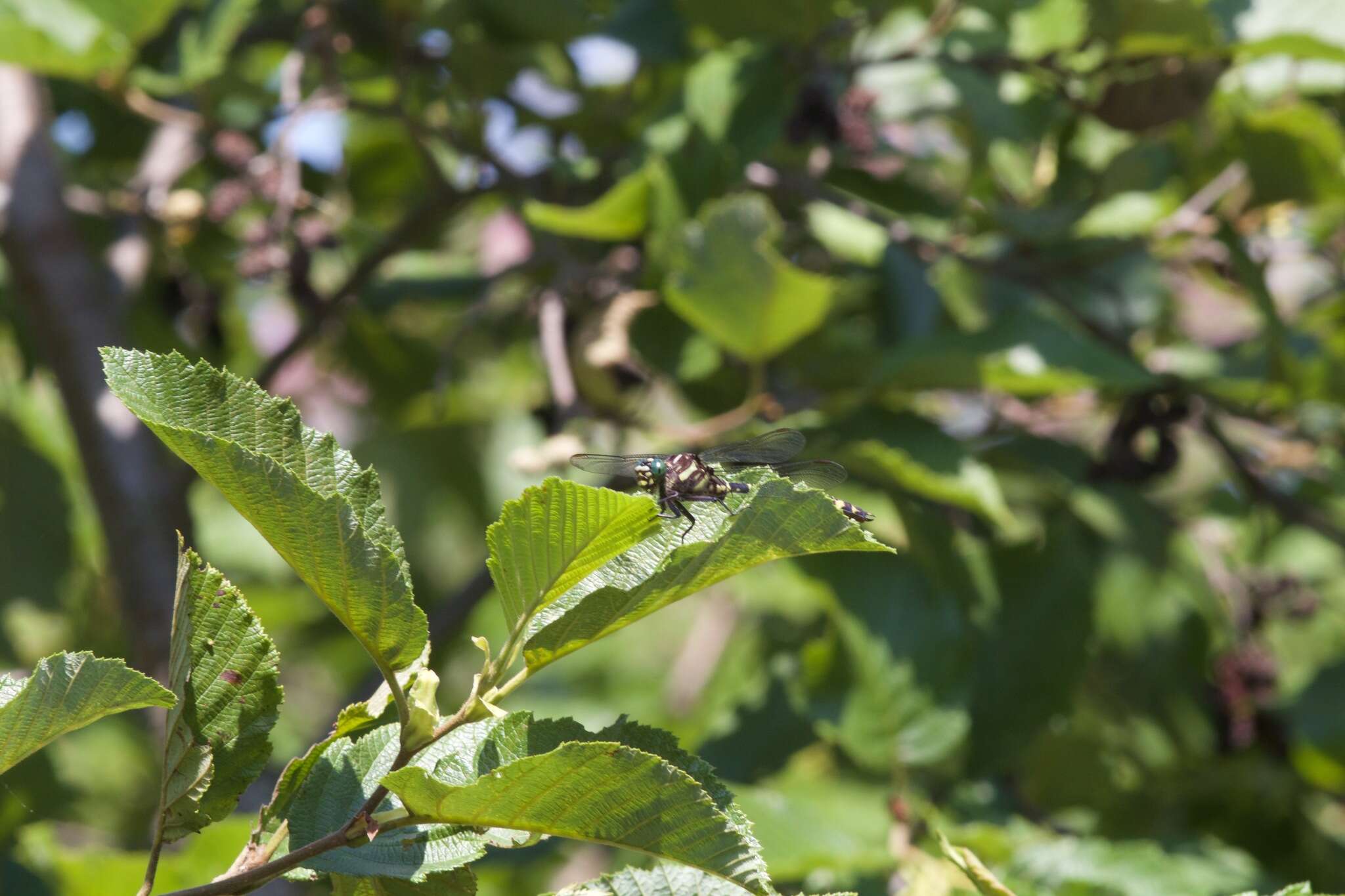 Image of Zebra Clubtail