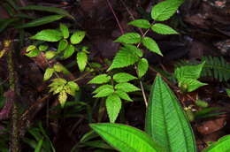 Plancia ëd Rubus sumatranus Miq.