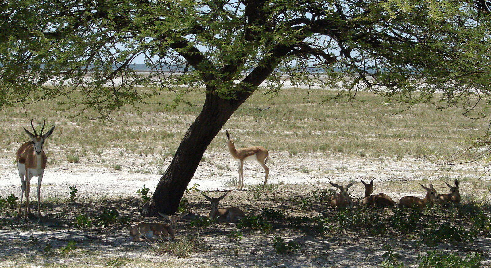 Image of Antilopinae